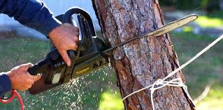 How Our Tree Care Process Works  in  Momence, IL