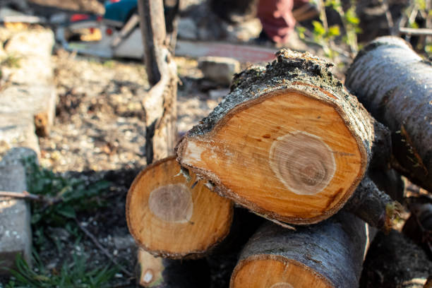 Trusted Momence, IL Tree Care Experts
